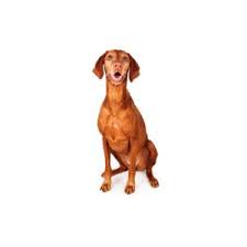 Find vizsla puppies and breeders in your area and helpful vizsla information. Vizsla Puppies Petland Chicago Ridge