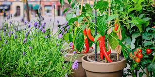 Container Vegetable Gardening