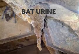 bat urine how dangerous is it what