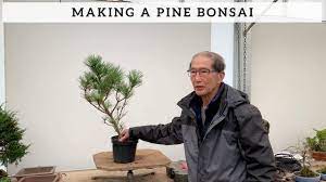 how to make a pine bonsai you