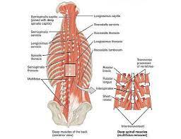 Here is a description of useful anatomical landmarks. Low Back Pain A Guide For Coaches And Athletes On Anatomy Types And Treatment Breaking Muscle