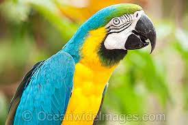 American Parrot Stock Photos, Pictures and Images