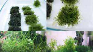 how do i plant java moss in sand