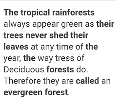 tropical rain forests are called