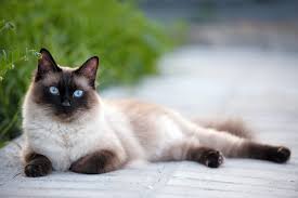 Siamese are really a breed unlike any other. Interesting Facts About The Siamese Cat Mystart