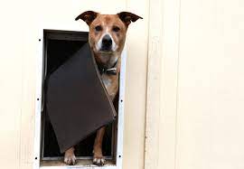 Dog Door Installers In Canberra