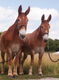 The mule is a cross between a male donkey (jack) and a mare. Mules Rule Mizzou Magazine