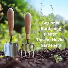 Beginner Gardening Plants Tips For