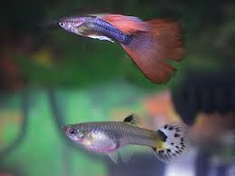 Image result for guppies