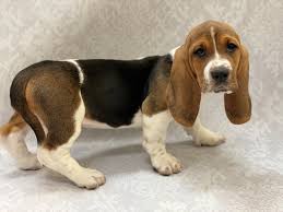But their bone density and mass are among the highest of any breed. Basset Hound Puppies Petland Bradenton