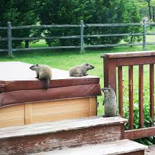 groundhogs groundhog eating garden