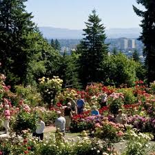 Portland International Rose Test Garden