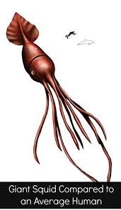 how big is a colossal squid really