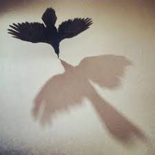 Image result for crow shadows