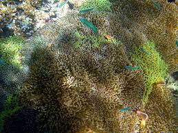 mertens carpet anemone