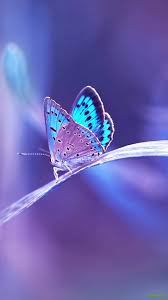 Blue butterfly backgrounds are intended for users who want to display modern colors on the screen of an apple smartphone. 23 Aesthetic Butterfly Iphone Wallpapers Wallpaperboat