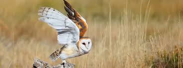 The barn owl makes a screeching noise they don't hoot like most owls do. Eerie Apparition Barn Owl American Bird Conservancy