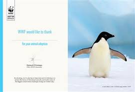 Be sure to input the name of the person you want on the adoption certificate before adding to your cart. Penguin Adoption Charity Donations And Appeals Wwf Australia
