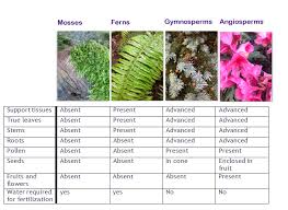 Jessicas Wonderful World Of Plants Comparison Between