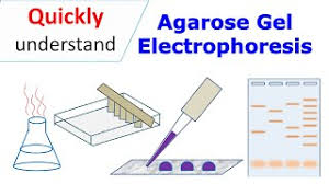 agarose gel electropsis you
