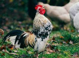 Maybe you would like to learn more about one of these? Why Do Roosters Crow At Night Thank Chickens