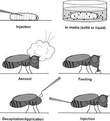 human disease models in drosophila melanogaster and the role of the figure