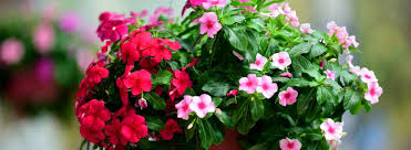 Hanging baskets have many uses. Ultimate Guide To Hanging Baskets Ambius