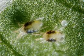 Especially in their larval form! Spider Mites Cannabis How To Identify Get Rid Of Them Quickly