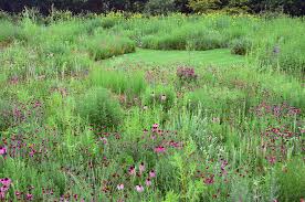 10 ideas for designing a meadow garden. Ask The Expert How To Plant A Meadow Garden With James Hitchmough Gardenista