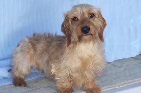 Dachshunds come in a variety of coats: Charity Caleb Wirehair Dachshund Puppies For Sale Louie S Miniature Dachshunds