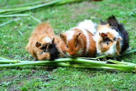 care of pregnant guinea pigs new