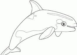 There's something for everyone from beginners to the advanced. Killer Whale Pictures For Kids Coloring Home