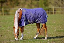 tips on cleaning horse blankets