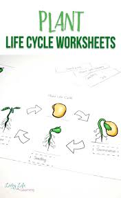plant life cycle worksheets for kids