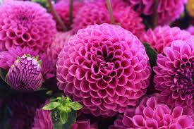 Image result for flowers