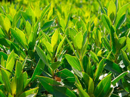Choose a couple of your favorite evergreen varieties. I Need A Fast Growing Hedge For Privacy Lovethegarden