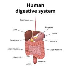 gastrointestinal diseases symptoms