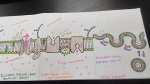 The simulation then allows you to edit the dna which will then create a new protein. Biology Notes Helpful Documents