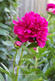 10 best hardy perennial flowers on