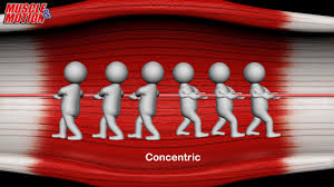 concentric eccentric contraction