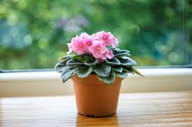 Growing african violet indoors is more simple than you think! African Violet Care How To Grow African Violets Southern Living