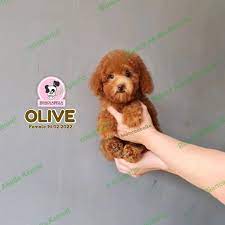 red toy poodle betina red tiny poodle
