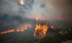 Our forests are burning animals are burning people are burning help please turkey is burning please extend a helping hand. 8i E1ij0ulhfm