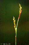 Den virtuella floran: Carex digitata L. - Vispstarr