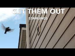 Get Starlings Out You