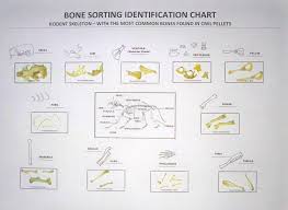 Owl Pellet Bone Sorting Chart Pdf Owl Pellets Science