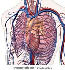 Roots, trunks, divisions, cords, branches. Human Anatomy Heart Lungs Major Arteries Stock Illustration 1402718891