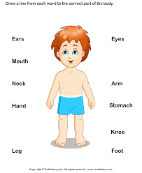 Body Parts For Kids Worksheet Turtle Diary