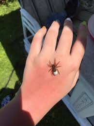 Your spider pine stock images are ready. On Twitter Tw Spider My Niece Found A Spider In The Pool So I Went To Rescue It I Absolutely Love Spiders And Noticed She Has An Eggsack