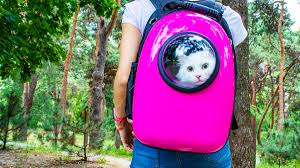 the 8 best backpack style carriers for cats